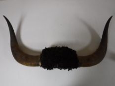 A set of bison horns