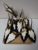 A tray of roe buck deer skulls mounted on plaques
