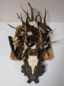 A tray of roe buck deer skulls mounted on plaques