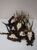A tray of roe buck deer skulls mounted on plaques