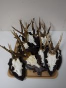 A tray of roe buck deer skulls mounted on plaques