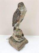 A Victorian taxidermy sparrowhawk on naturalistic stone plinth, height 35cm.