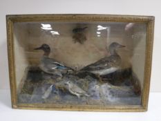 A case of three taxidermy birds