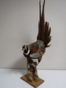 A taxidermy pheasant
