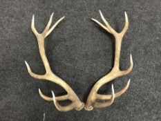 A pair of antlers