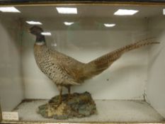Taxidermy : A Pheasant, labelled 