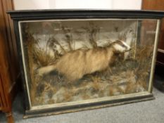 A Victorian taxidermy display case - badger,