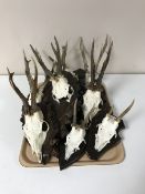 A tray of nine roe deer skulls with antlers mounted on shields