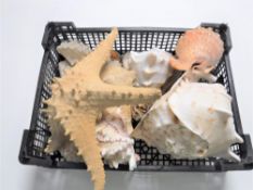 A basket containing a collection of seashells