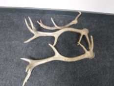 Three antlers