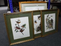 Three gilt framed coloured prints, birds,