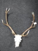 A deer skull with antlers