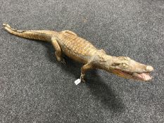 A taxidermy caiman crocodile,