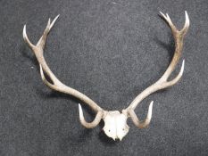 A deer skull with antlers