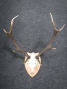 A deer skull with antlers mounted on a shield plaque
