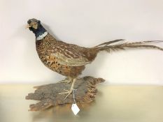 A taxidermy pheasant on naturalistic log base