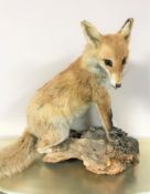 A taxidermy fox on naturalistic base