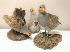 Three taxidermy partridges, two mounted on naturalistic wooden bases,