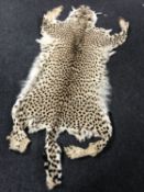 An early 20th century taxidermy cheetah skin rug,