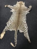 An early 20th century taxidermy cheetah skin rug,