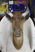 A taxidermy horned animal head