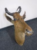 A taxidermy Hartebeest head