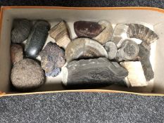 A box of fossils and polished stones