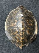 A turtle shell