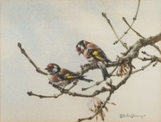 * Edwin Penny [1930-2016]- Gold finches on a branch,:- signed watercolour 25 x 35cm. *Provenance.