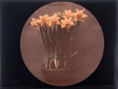Three early 20th century autochromes of garden views:, 'Daffodils Spring 1915', 'Ribston Pippen,