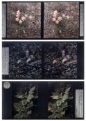 A group of seven early 20th century stereoscope Autochrome studies of flora:, 'Bellis perennis',