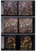 A group of three autochrome stereoscope photographs of fauna:, 'Primula veris',
