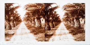 An early 20th century Continental diapositive stereoscope plate of an avenue of palm trees,