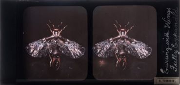 An Edwardian autochrome photograph stereoscope plate by H Tavener:,