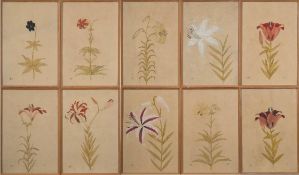 English School 19/20th Century- Varieties of Lily,:- a set of ten watercolours each 38 x 26cm.