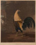 FIGHTING COCKS : a pair of mixed media coloured prints, 480 x 390 mm, C.