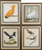 After Franscois Nicholas Martinet [18th Century]- four ornithological lithographs,:- Pie Male,