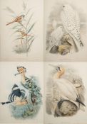 ORNITHOLOGICAL PRINTS : Upupa Epops, Calamophilus Biarmicus, Sula Bassana, Falco Candicans,