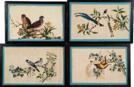 A set of four late 19th century Chinese ornithological pictures: depicting exotic bird and finches,