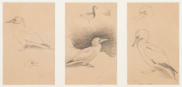 Archibald Thorburn [1860-1935]- Gannet studies,