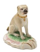 A Derby figure of a pug dog: modelled wearing a gilt collar and seated on its haunches on a green,