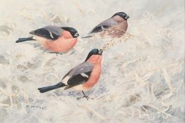 * Roger McPhail [b.1953]- Bullfinches in Habitat,:- signed watercolour and bodycolour, 22 x 33cm.