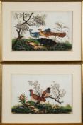 A pair of late nineteenth century Chinese ornithological paintings on rice paper: depicting peacock