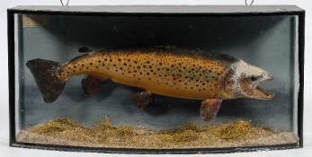 An early 20th century cased preserved trout:, naturally set in a bowfront case,