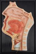 A 1940's German medical model by Somso: of the nose mouth and oesophagus on a black panel board,
