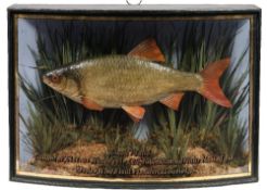 A cased preserved Roach by W F Homer, Forest Gate, London:,