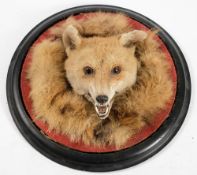 A late 19th/early 20th century fox mask,