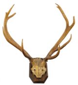A pair of mounted twelve point stag antlers:, on a shield plinth,