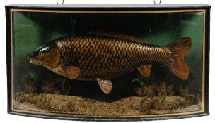 A cased preserved Golden Carp by J Cooper & Son, London:,