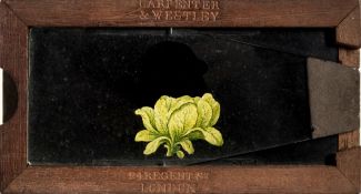 Carpenter & Westley, London.